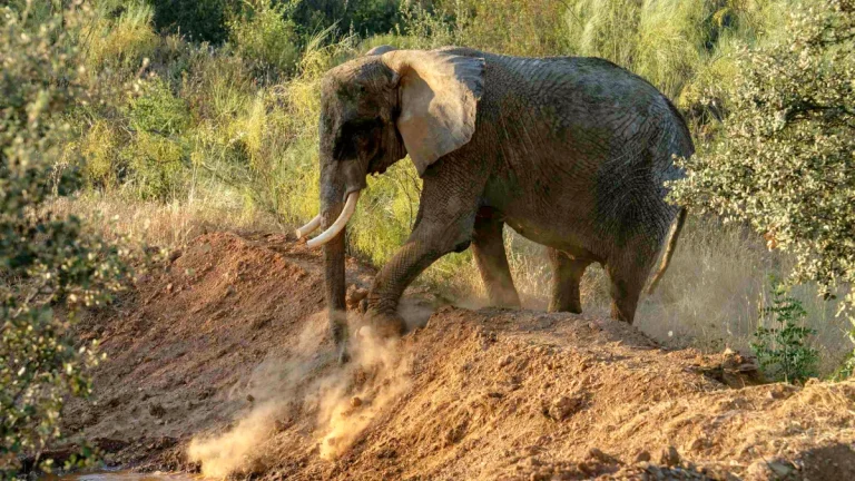 L'éléphante Julie utilise ses défenses pour creuser un monticule de terre au sanctuaire Pangea, au Portugal