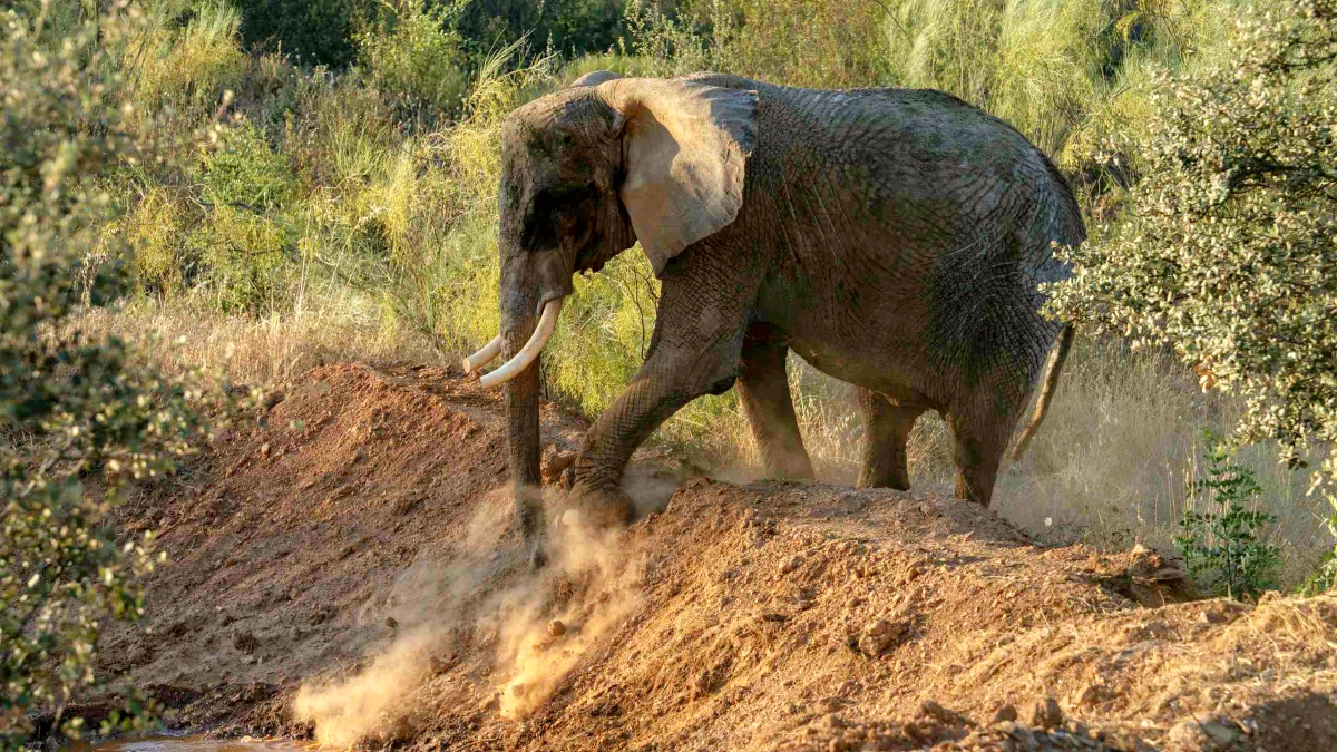 L'éléphante Julie utilise ses défenses pour creuser un monticule de terre au sanctuaire Pangea, au Portugal
