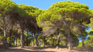 pin algarve