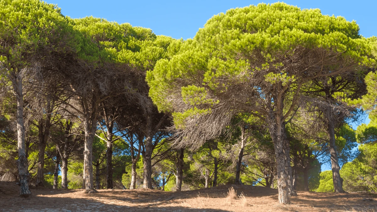 pin algarve
