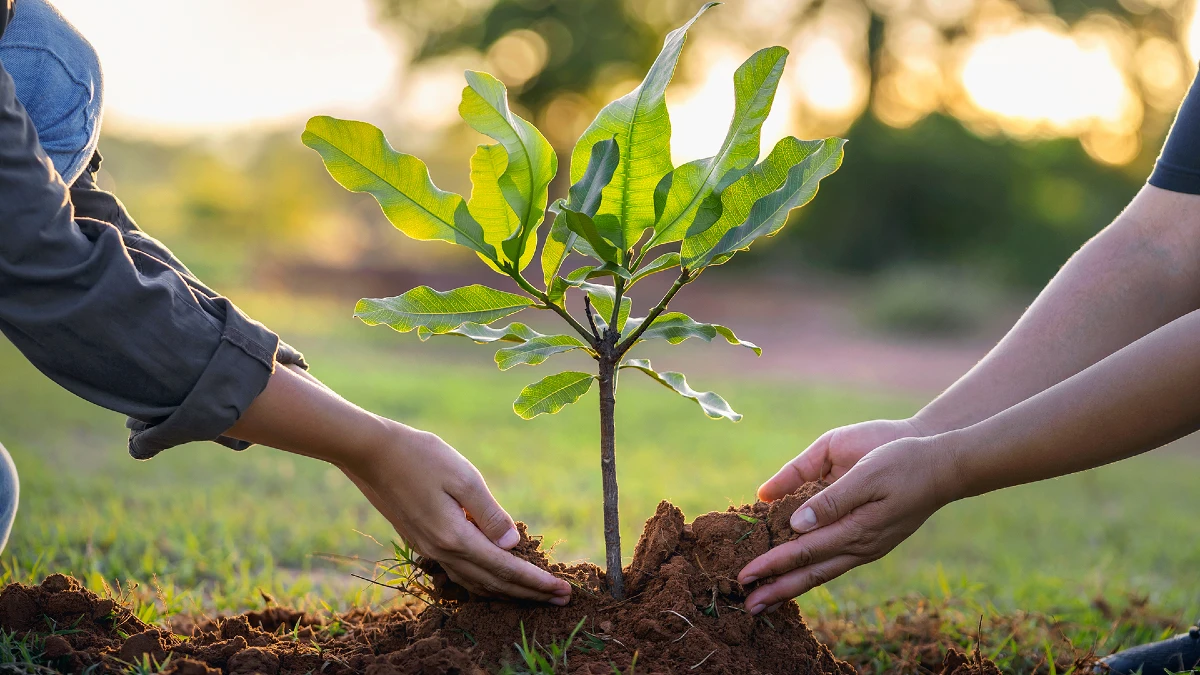 plantation arbre